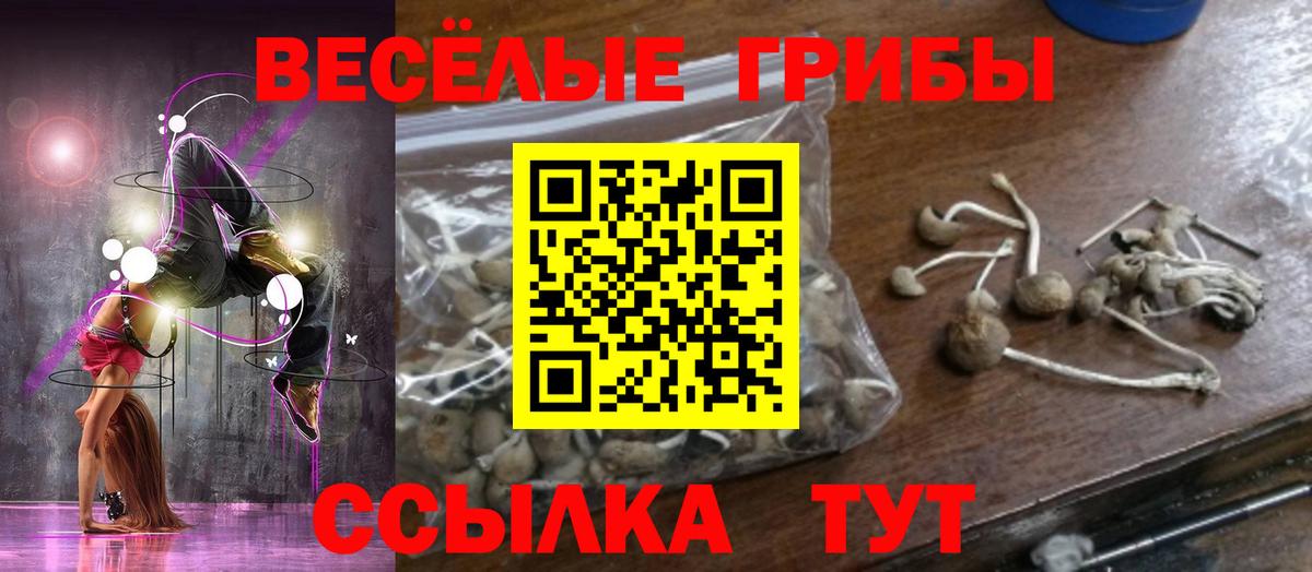 Галлюциногенные грибы Psilocybe Россия